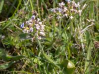 Primula farinosa Sebyläge, Mörbylånga, Öland, Sweden 20150607_0080