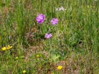 Primula farinosa Simris strandäng, Simrishamn, Skåne, Sweden 20180601_0241