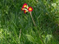 Primula veris Hilleshögs dalar, Landskrona, Skåne, Sweden 20160514_0002