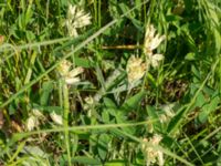 Primula veris Kalkstad-Lenstad, Mörbylånga, Öland, Sweden 20150606_0173