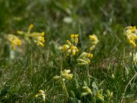 Primula veris Lindängelunds rekreationsområde, Malmö, Skåne, Sweden 20190414_0039