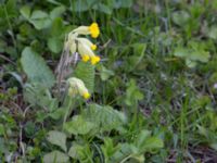 Primula veris Lunds botaniska trädgård, Lund, Skåne, Sweden 20150421_0019