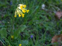 Primula veris Lunds botaniska trädgård, Lund, Skåne, Sweden 20150421_0020