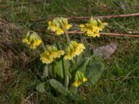 Primula veris Sege by, Burlöv, Skåne, Sweden 20170416_0128