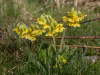 Primula veris Sege by, Burlöv, Skåne, Sweden 20170416_0130