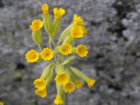 Primula veris Tosteberga ängar, Kristianstad, Skåne, Sweden 20150514_0131