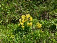 Primula veris ssp. macrocalyx Ananuri, Mtskheta-Mtianeti, Georgia 20180426_3272