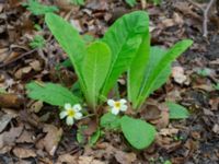 Primula vulgaris Säbyholm, Landskrona, Skåne, Sweden 20210515_0038