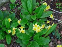 Primula x polyantha Hasseldal, Stenshuvud, Simrishamn, Skåne Sweden 20190501_0072