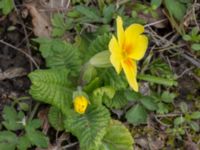 Primula x polyantha Sege by, Burlöv, Skåne, Sweden 20170414_0007