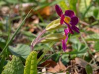 Primula x polyantha Ulricedal, Malmö, Skåne, Sweden 20210501_0063