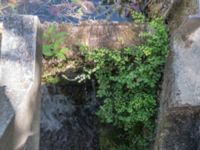 Adiantum capillus-veneris Krka National Park, Sibenik-Knin, Croatia 20170805_1847