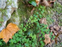 Adiantum capillus-veneris Svirskoye ushele, Lazarevskoye, Krasnodar, Russia 20160913_0413