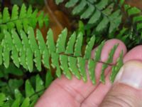 Adiantum pedatum Slottsparken, Malmö, Skåne, Sweden 20171014_0022