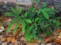 Adiantum pedatum Slottsparken, Malmö, Skåne, Sweden 20171014_0032