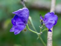 Aconitum napellus ssp. lusitanicum Gränsbo 800 m NO Tvedöra, Lund, Skåne, Sweden 20160810_0019