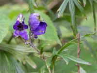 Aconitum napellus ssp. lusitanicum Gränsbo 800 m NO Tvedöra, Lund, Skåne, Sweden 20160810_0023