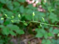 Aconitum x stoerkianum Ödetomt Gunnarpsvägen, Tjörnarp, Höör, Skåne, Sweden 20200725_0213