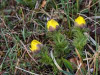 Adonis vernalis Arontorps naturreservat, Mörbylånga, Öland, Sweden 20160410_0002