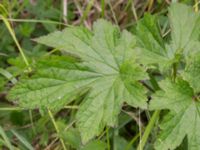 Anemone hupehensis Scoutstugan, Bunkeflo strandängar, Malmö, Skåne, Sweden 20170705_0032