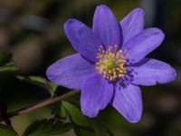 Anemone nemorosa 'Royal Blue' Allén N reningsverket, Klagshamns udde, Malmö, Skåne, Sweden 20230422_0071