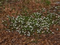 Anemone nemorosa Alnarpsparken, Lomma, Skåne, Sweden 20150412_0058