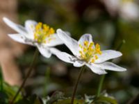 Anemone nemorosa Bäckdala, Simrihamn, Skåne, Sweden 20130420_0062