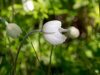 Anemone sylvestris Kalkbrottet, Klagshamns udde, Malmö, Skåne, Sweden 20150524_0072