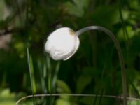 Anemone sylvestris Kalkbrottet, Klagshamns udde, Malmö, Skåne, Sweden 20150524_0073