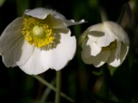 Anemone sylvestris Kalkbrottet, Klagshamns udde, Malmö, Skåne, Sweden 20150524_0076