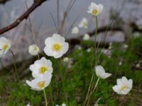 Anemone sylvestris Lilla kalkbrottet, Klagshamns udde, Malmö, Skåne, Sweden 20160521_0182