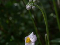 Anemone tomentosa Ödelott Åkerlund och Rausings väg, Lund, Skåne, Sweden 20190723_0094