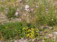 Anemone tomentosa Oljesjöutfyllnaden, Malmö, Skåne, Sweden 20240731_0263