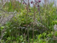 Aquilegia vulgaris Hamnen, Klagshamns udde, Malmö, Skåne, Sweden 20160521_0105