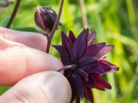 Aquilegia vulgaris Scoutstugan, Bunkeflo strandängar, Malmö, Skåne, Sweden 20170606_0008