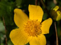 Caltha palustris Risen, Genarp, Lund, Skåne, Sweden 20140501_0118