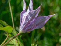 Clematis × jackmanii Ulricedal, Malmö, Skåne, Sweden 20190705_0006