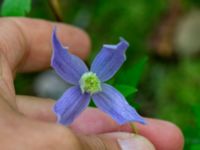 Clematis alpina Herrgårdsparken, Fröseke, Uppvidinge, Småland, Sweden 20190608_0522