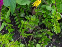 Clematis tangutica Kemicentrum, Lund, Skåne, Sweden 20160709_0001