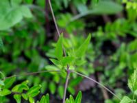 Clematis tangutica Kemicentrum, Lund, Skåne, Sweden 20160709_0004