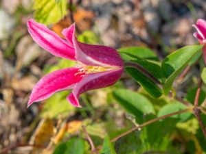 Clematis texensis - Scarlet Leather Flower - Lyktklematis