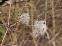 Clematis vitalba Husie mosse, Malmö, Skåne, Sweden 20160402_0047