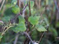 Clematis vitalba Katrinetorp, Malmö, Skåne, Sweden 20151114_0084