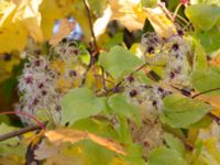 Clematis vitalba Limhamns kalkbrott, Malmö, Skåne, Sweden 20151025_0068