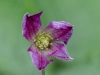 Clematis viticella Fotbollsplanen, Almåsa, Malmö, Skåne, Sweden 20200822_0076