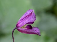 Clematis viticella Fotbollsplanen, Almåsa, Malmö, Skåne, Sweden 20200822_0077