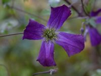 Clematis viticella Kävlingevägen, Lund, Skåne, Sweden 20171015_0066