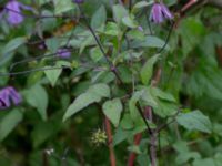 Clematis viticella Kävlingevägen, Lund, Skåne, Sweden 20171015_0072