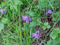 Clematis viticella Kanalen, Östra Promenaden, Malmö, Skåne, Sweden 20190912_0001