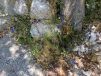 Consolida ajacis Botanical Garden Biokovo, Kotinica, Tucepi, Croatia 20170804_1715